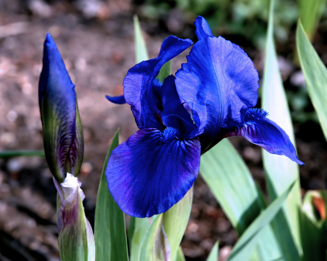 Ирисы в саду