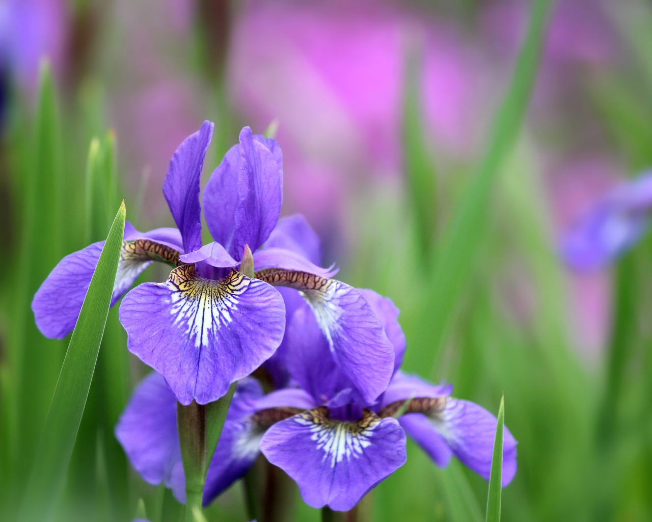 Ирисы среди зелени