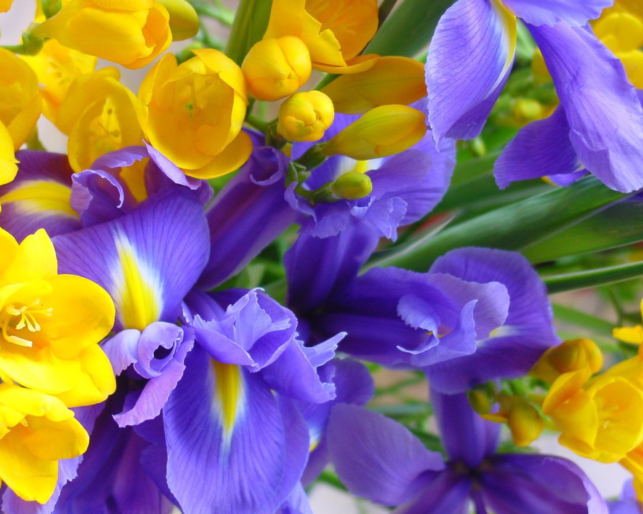 Ирисы среди желтых цветов