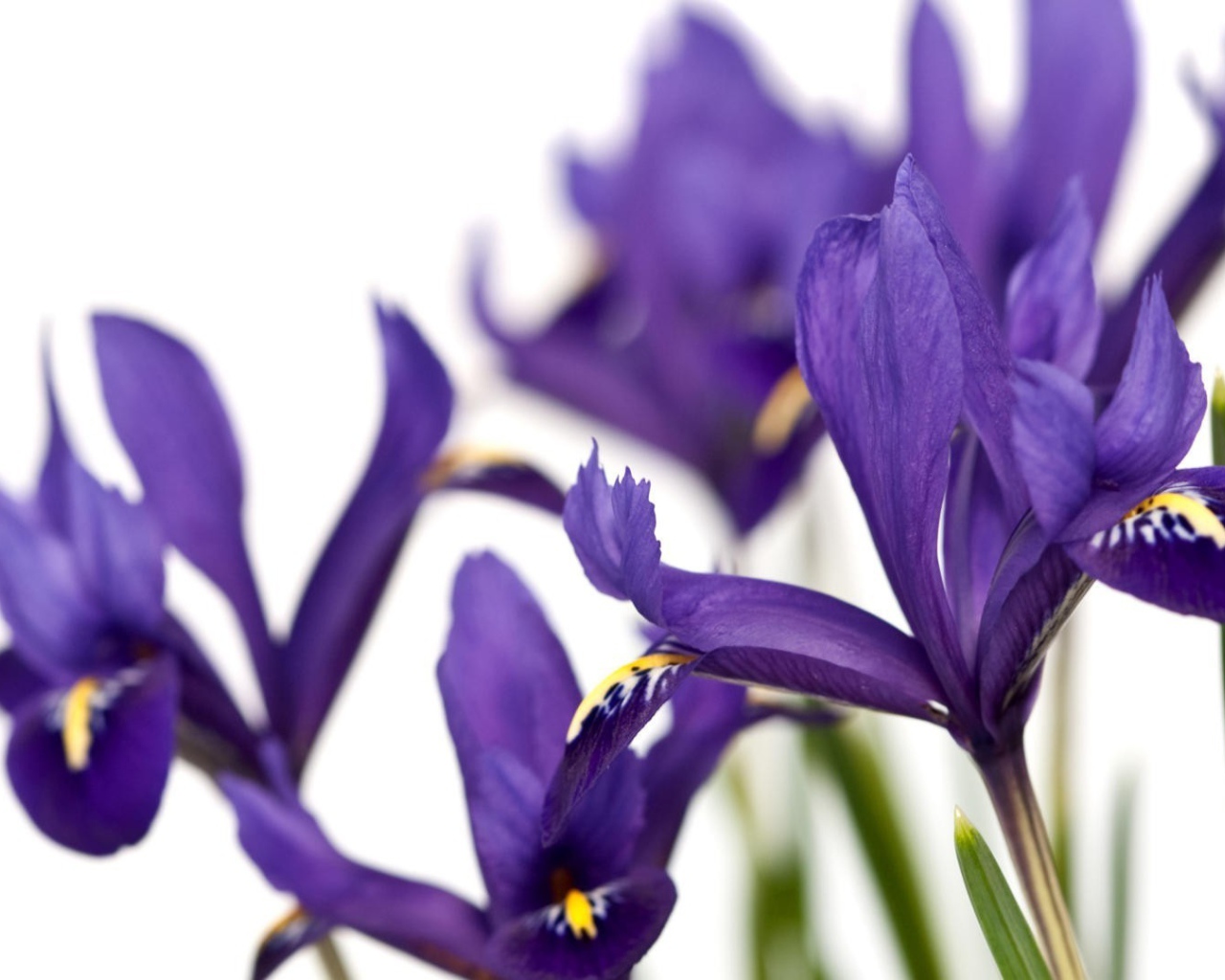 Ирисы на белом фоне