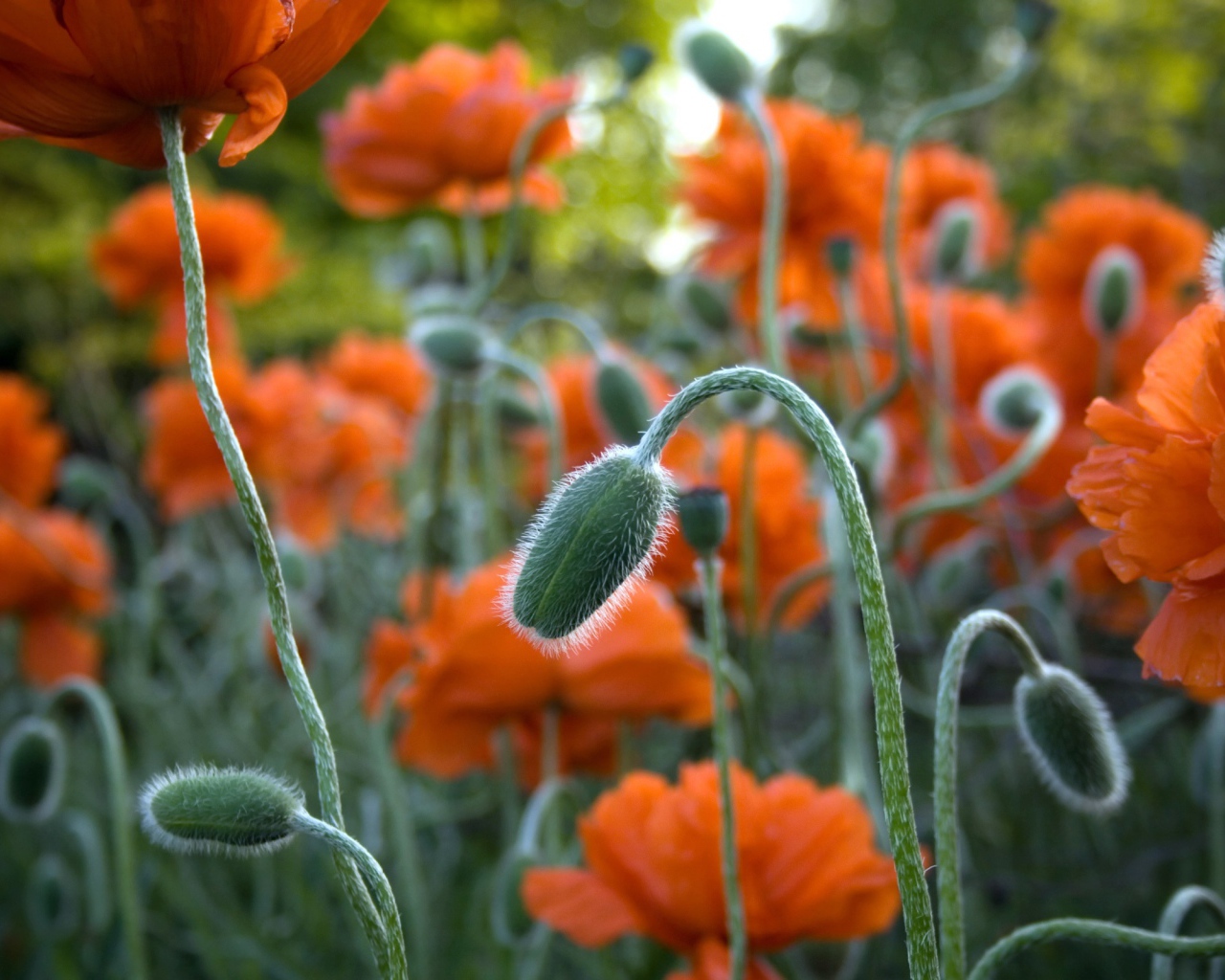 Цветы в Джексон парке