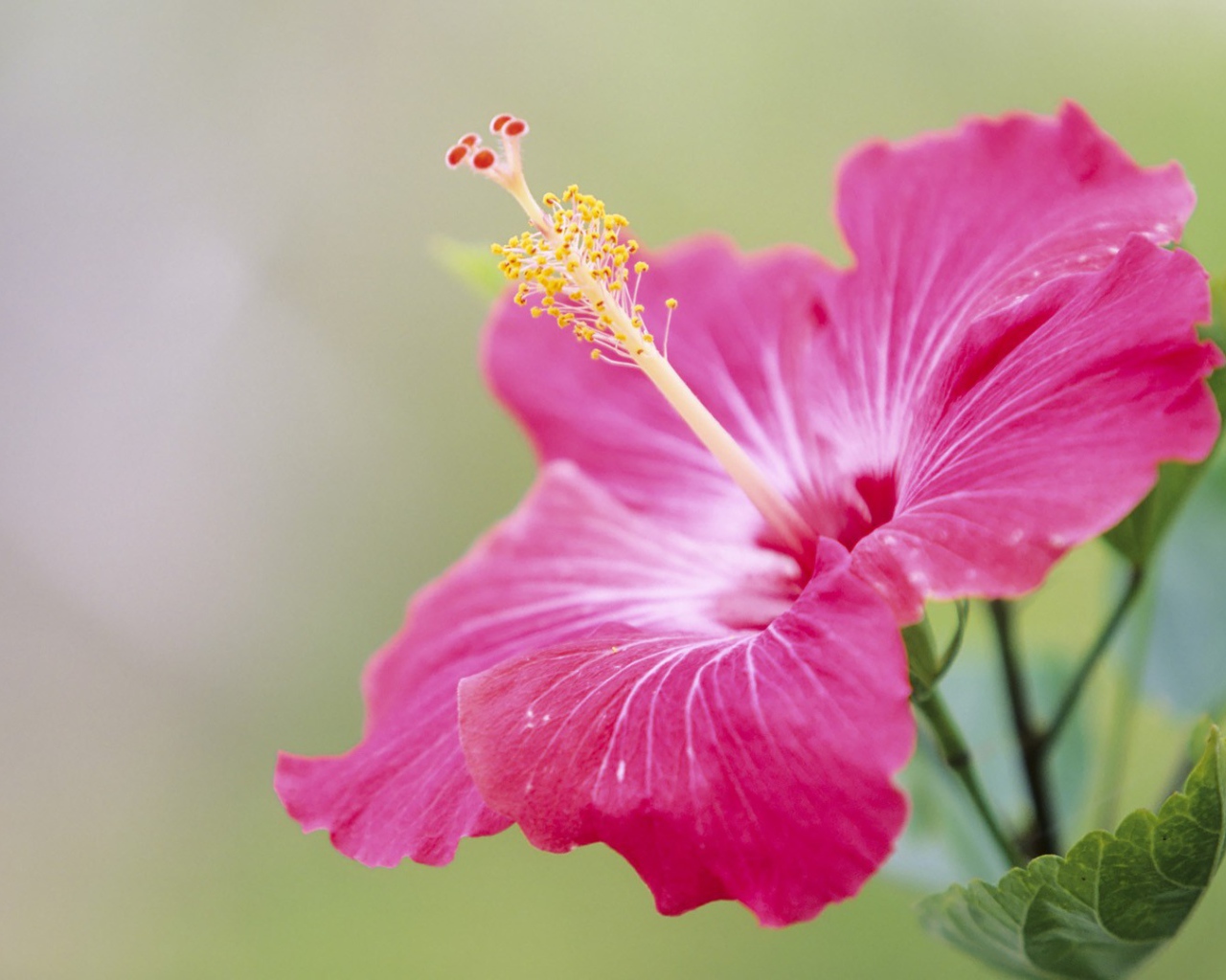 Японский хибискус