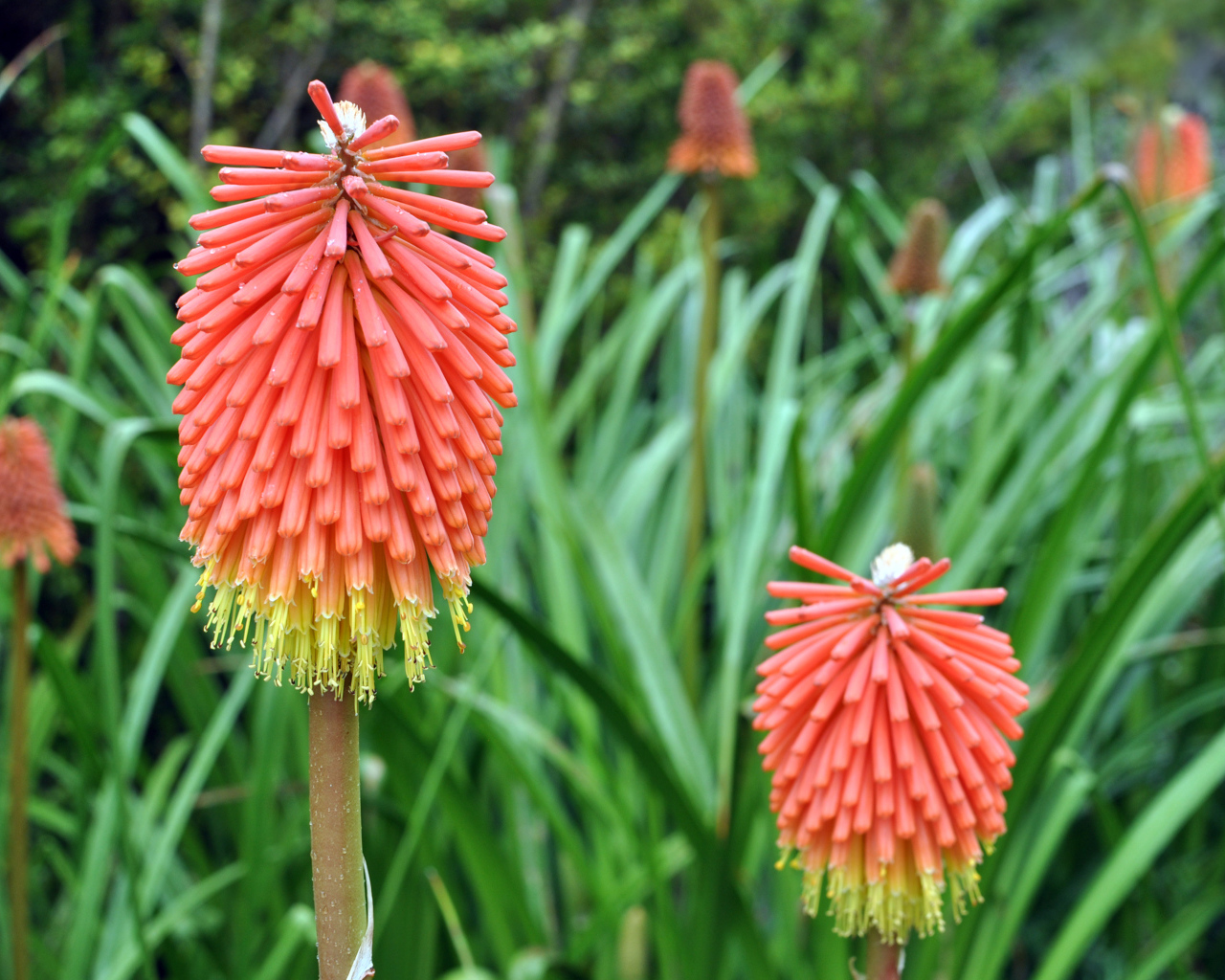 Садовые цветы кникофия на дачном участке