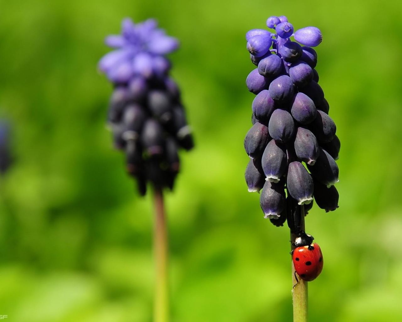 Божья коровка на прелестных цветах гиацинт