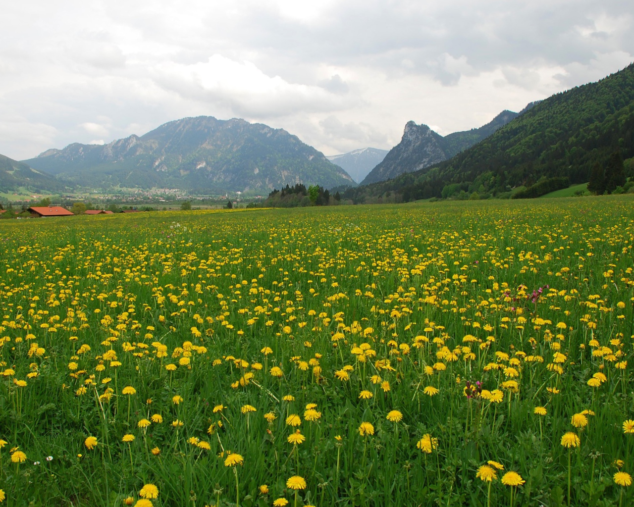 Большое поле одуванчиков