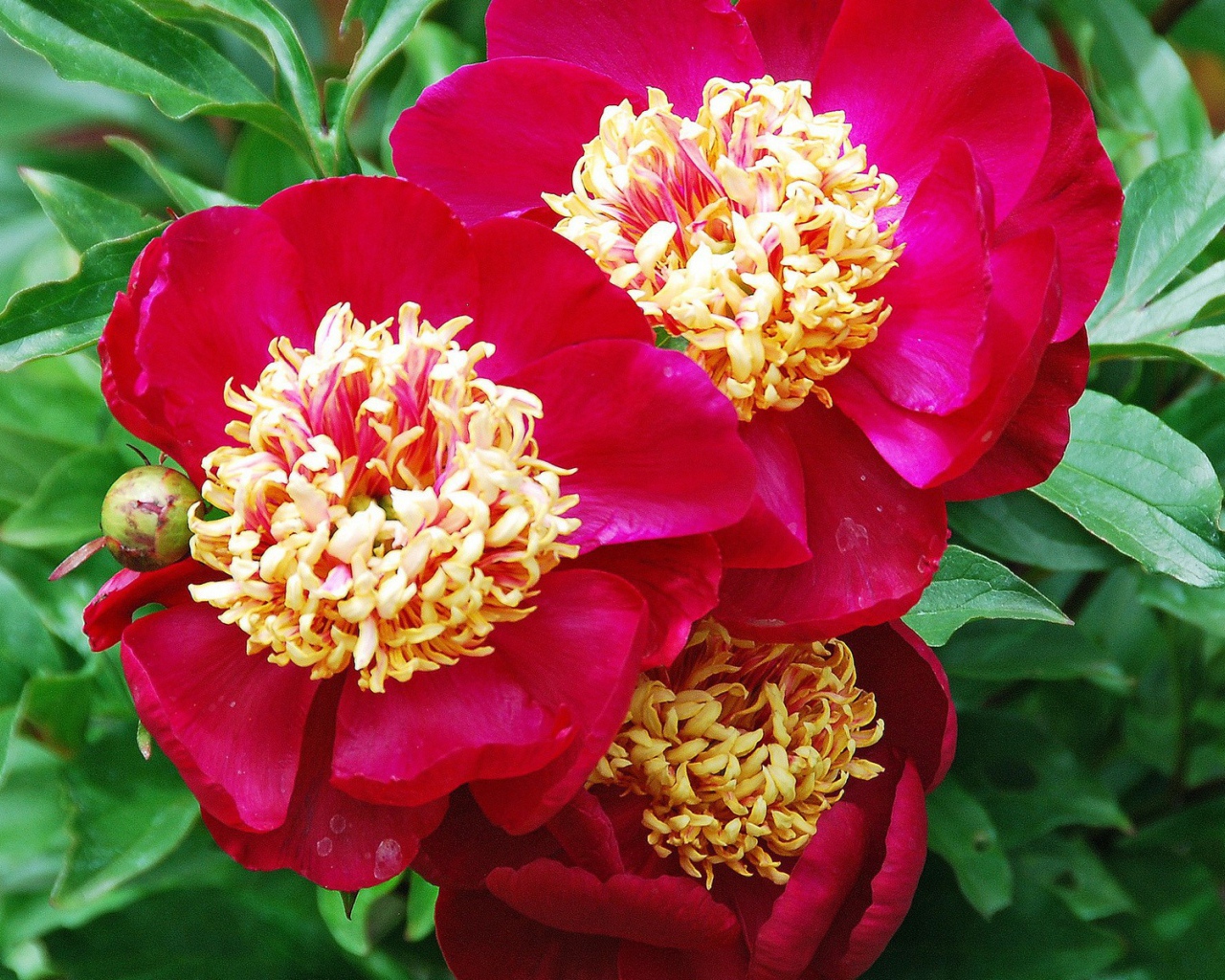 Большие цветы с красными лепестками