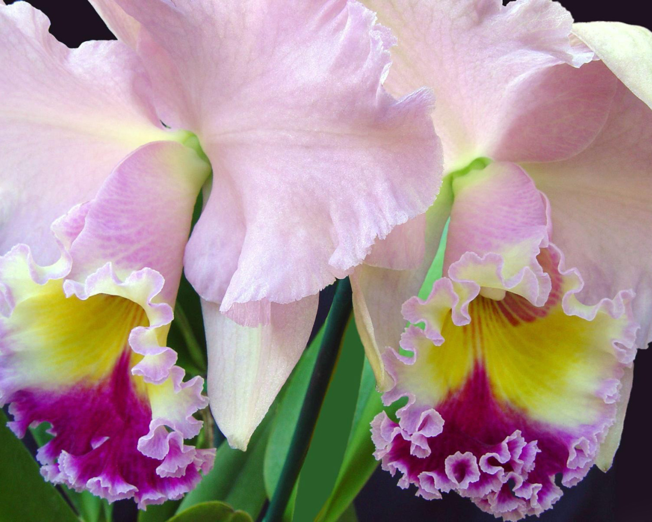 Нежно розовый ирис