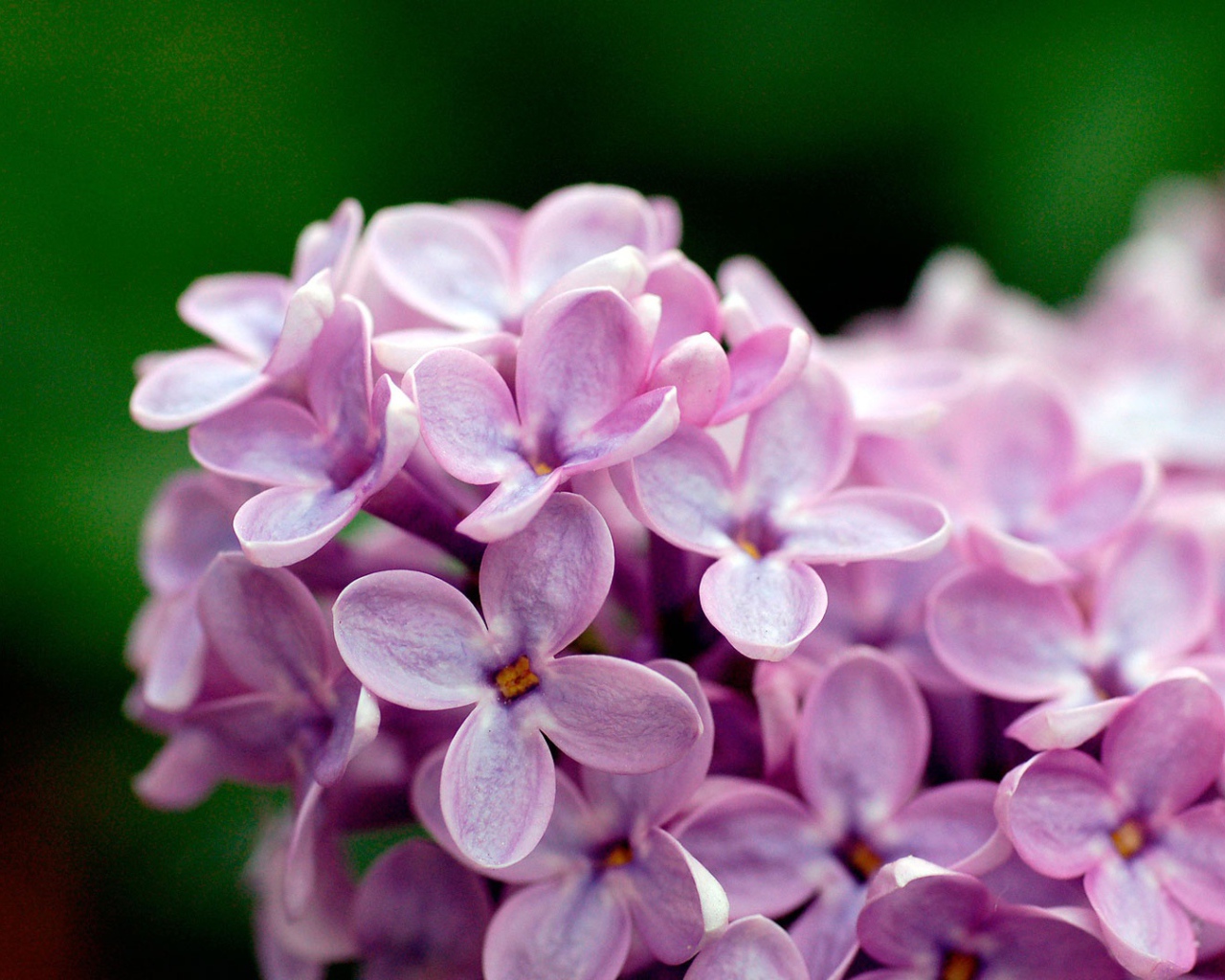 Цветы сирени