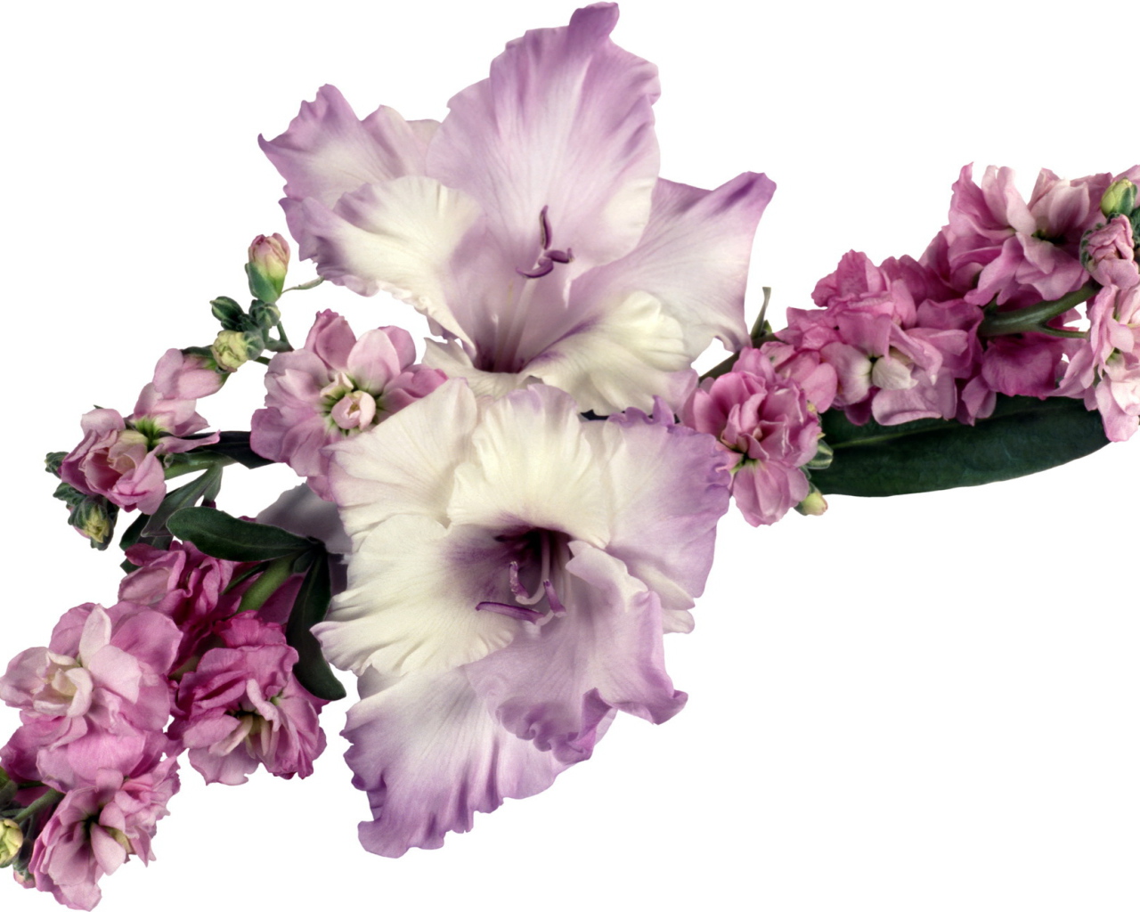 Букет сиреневых гладиолусов