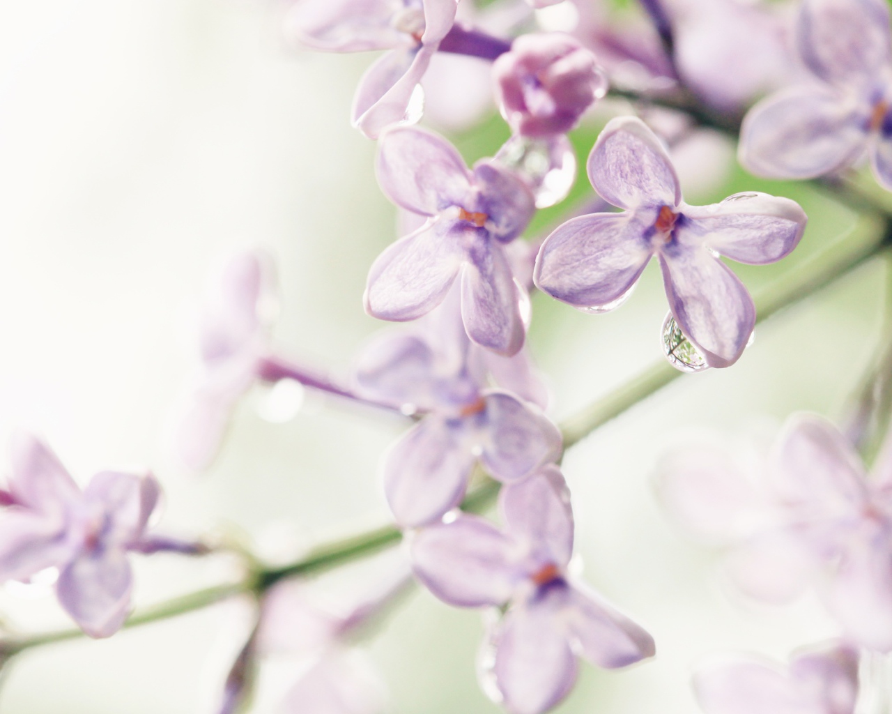 Лиловые цветы