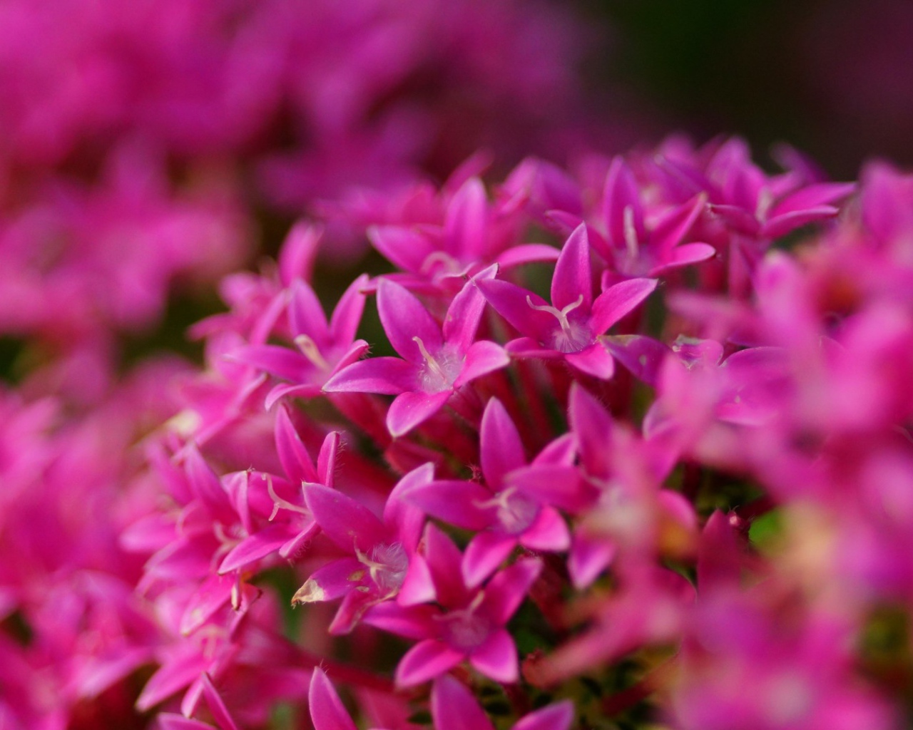 Цветы сирени