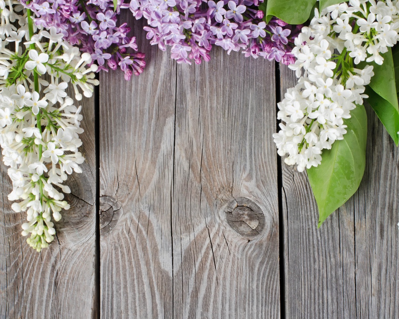 Сирень на досках