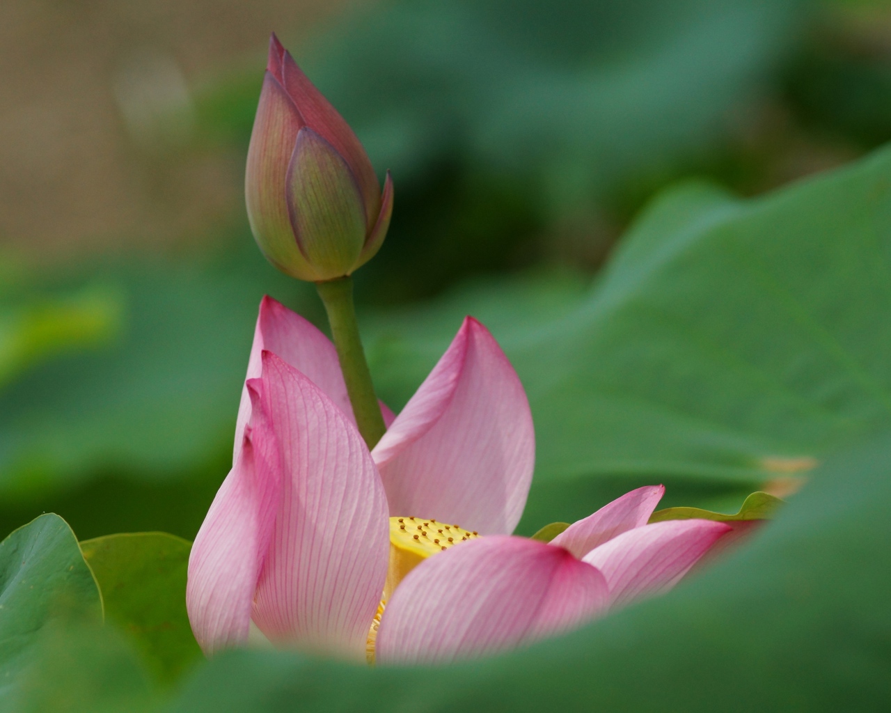 Бутон лилии