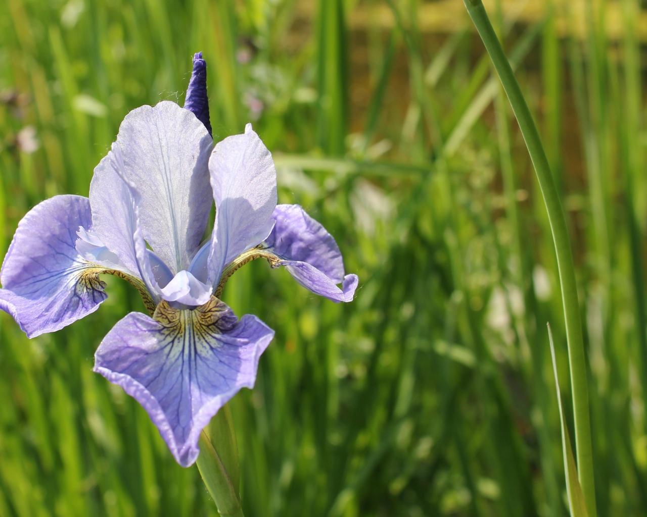 Одинокий цветок ирис