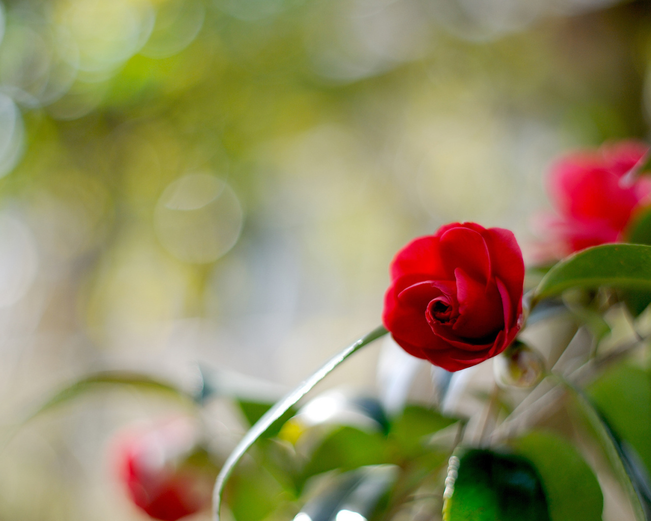 Одинокий цветок камелии