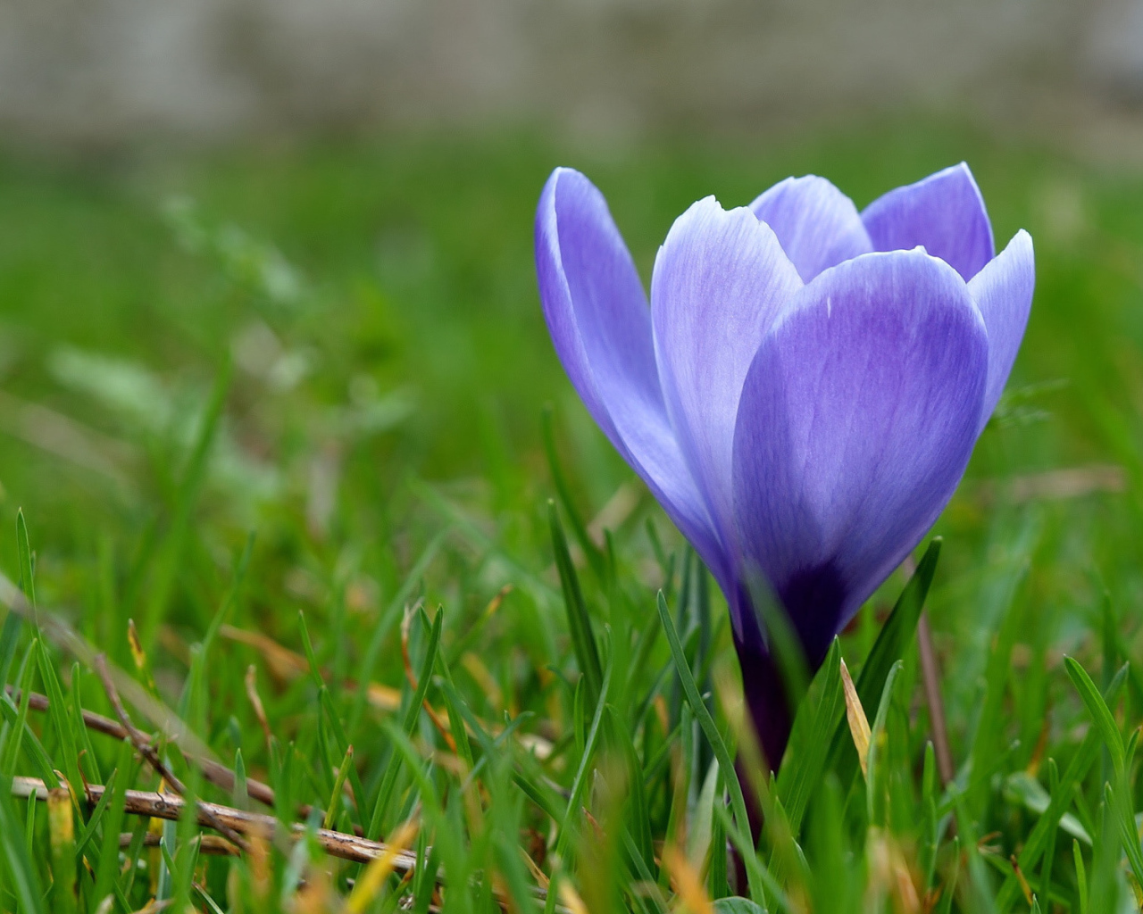 Одинокий подснежник в саду