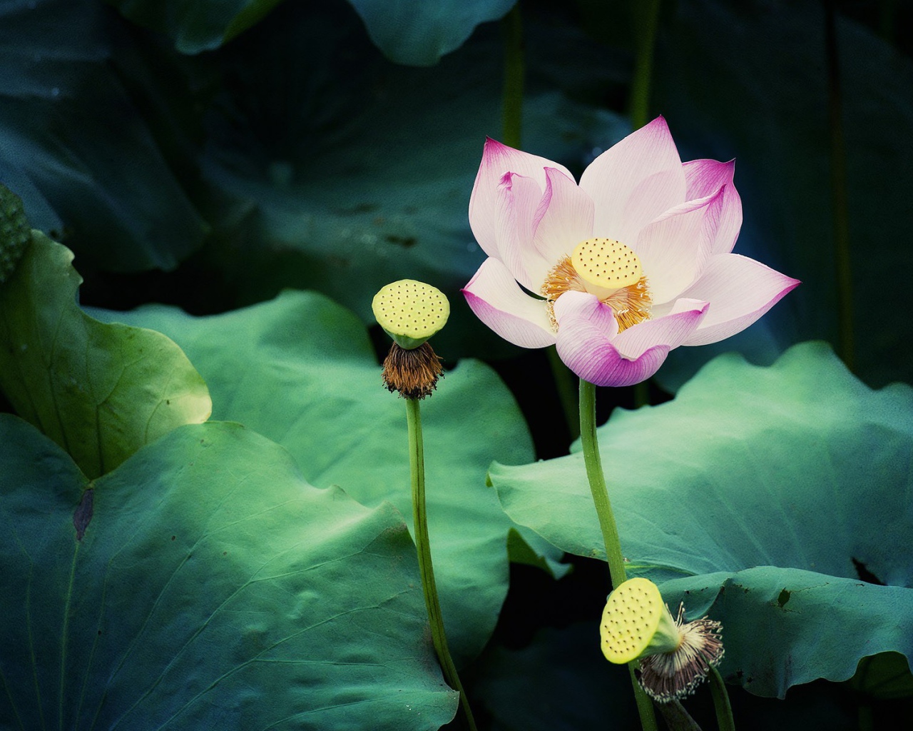 Цветок лотоса