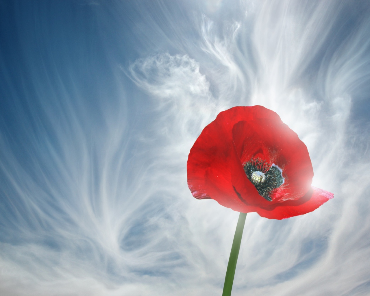 Мак на фоне облаков