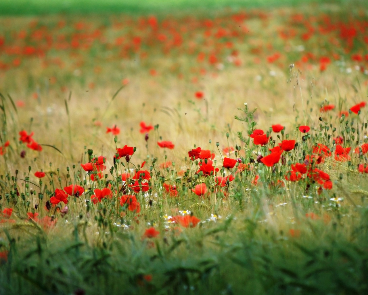 Много красного мака в поле