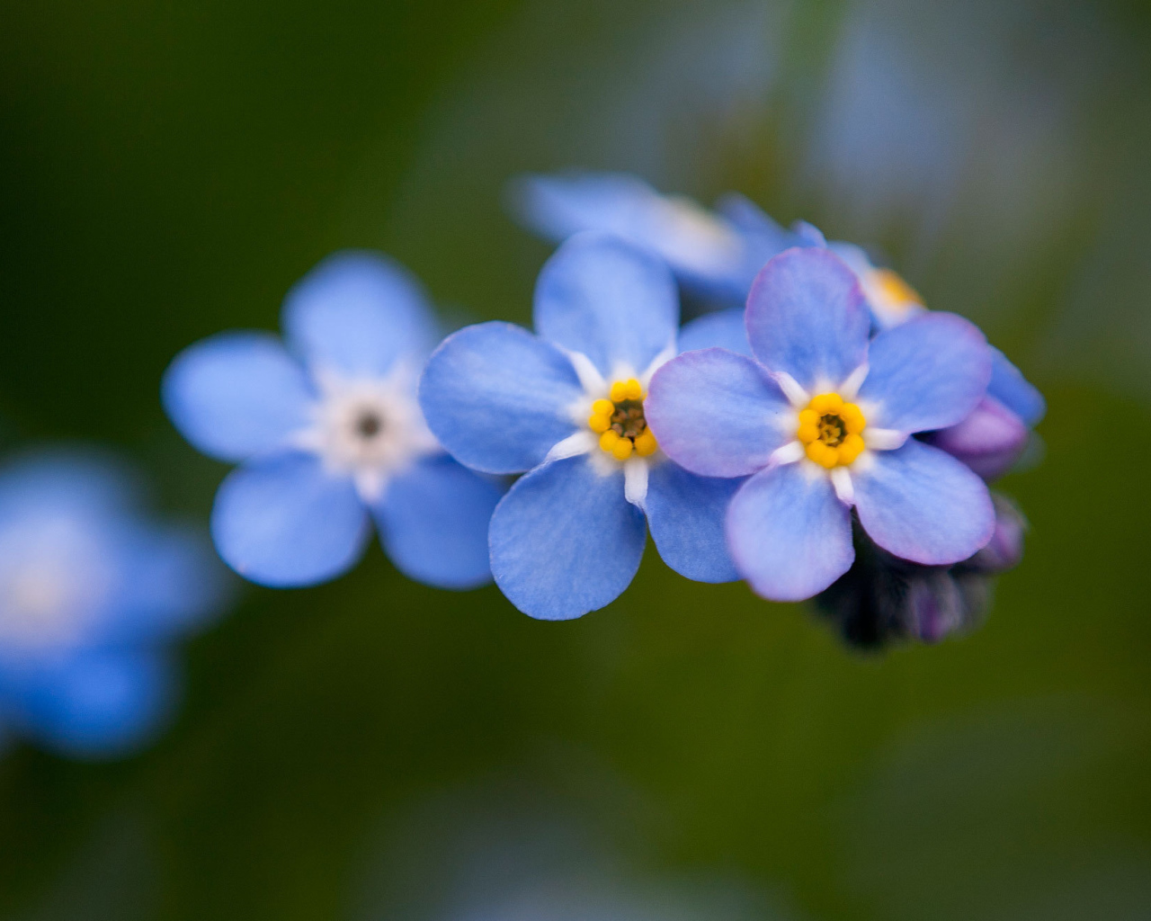 Цветы незабудки расцвели в лесу