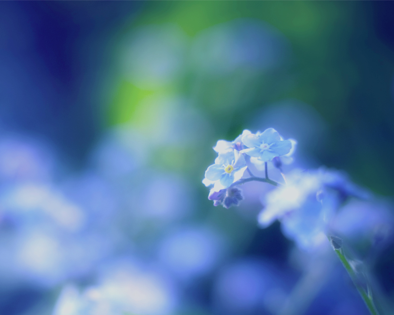 Цветы незабудки на поляне