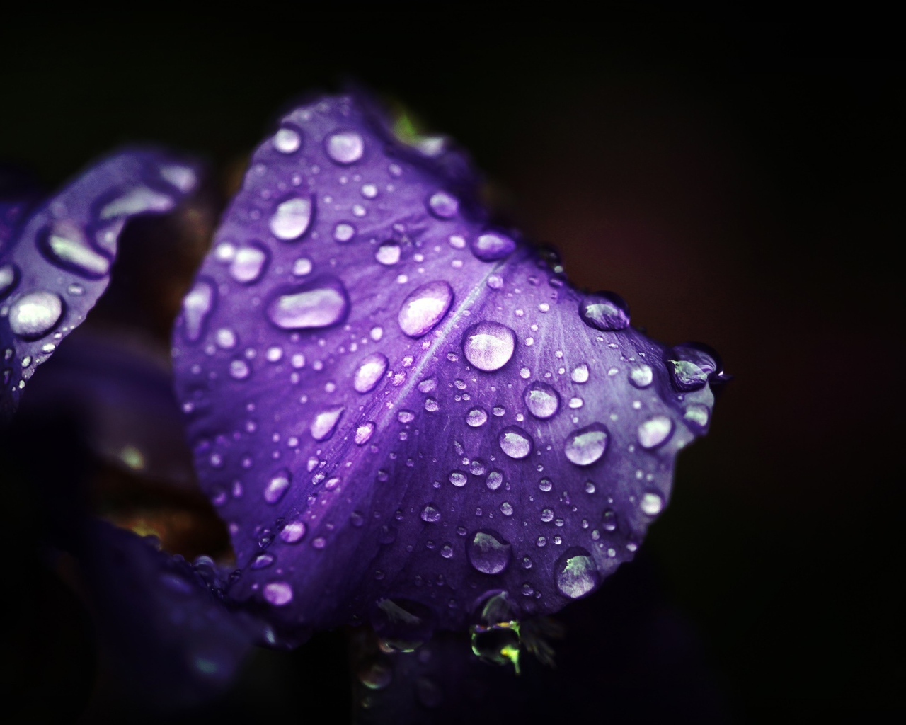 Влага на лепестках ириса