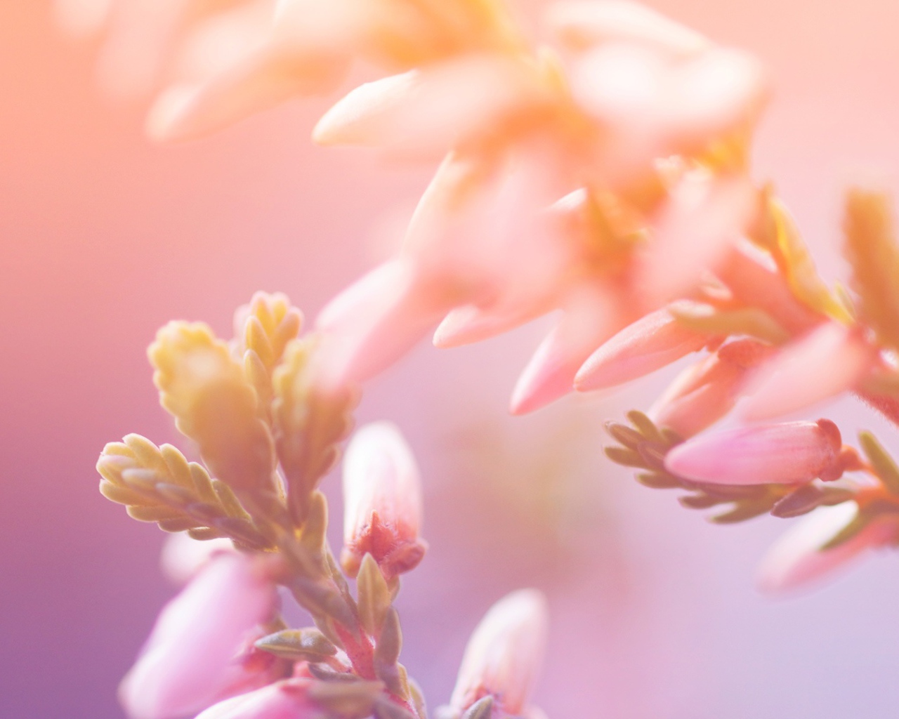 Утренние цветы