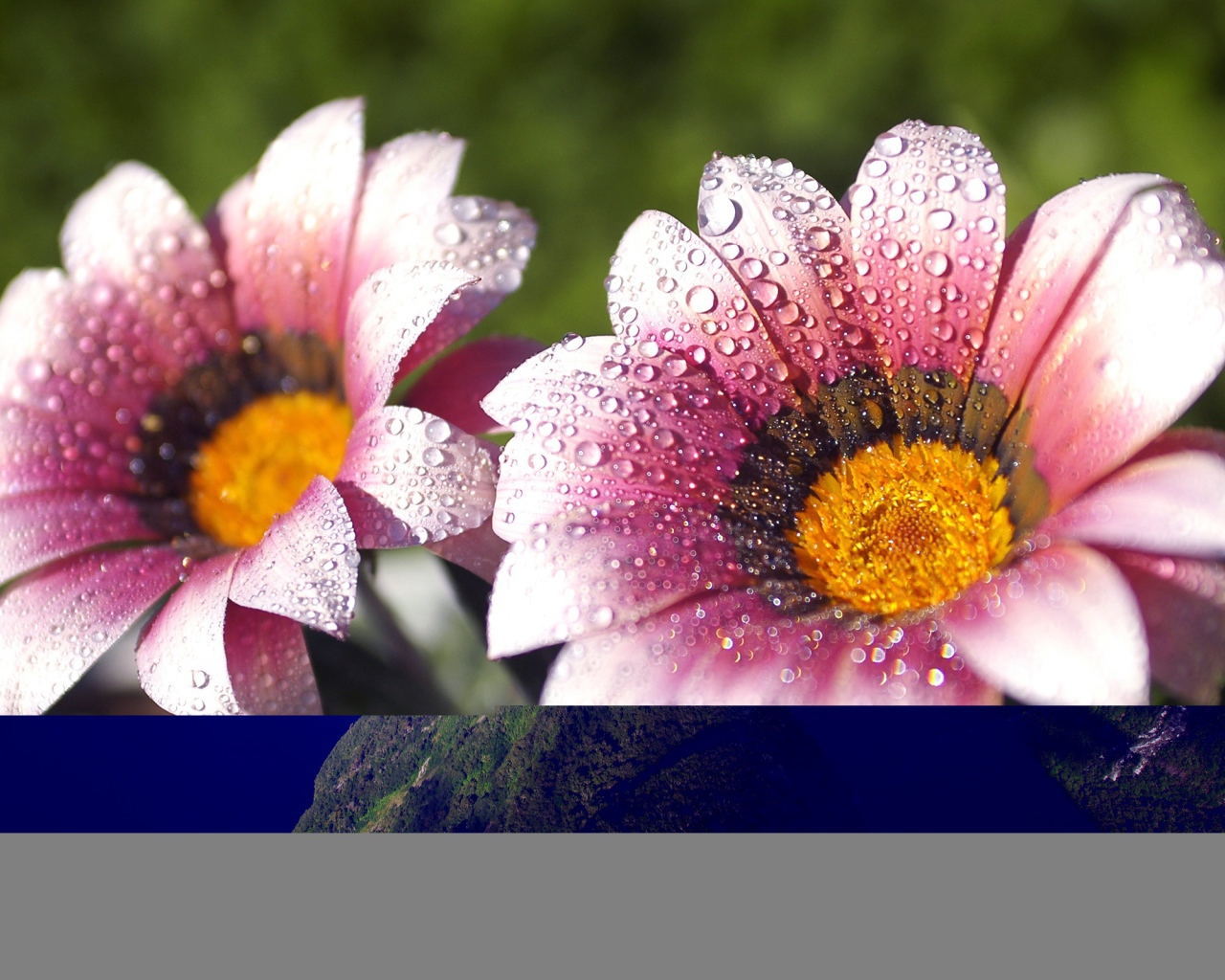 Утренняя влага