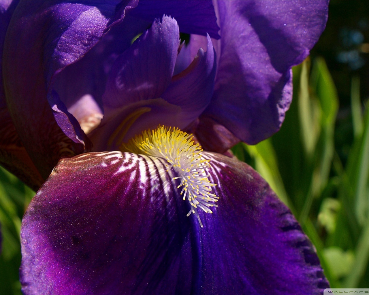 Утренний цветок ирис