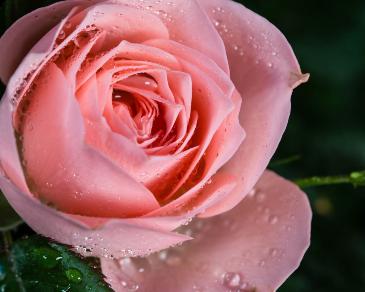 Cамая нежная роза