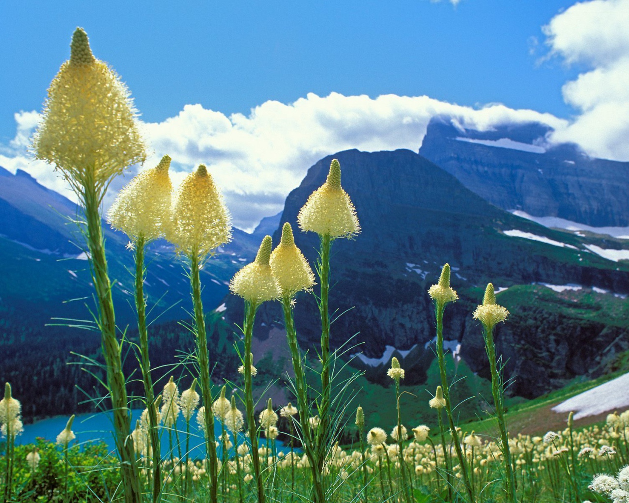 Горные цветы метелки