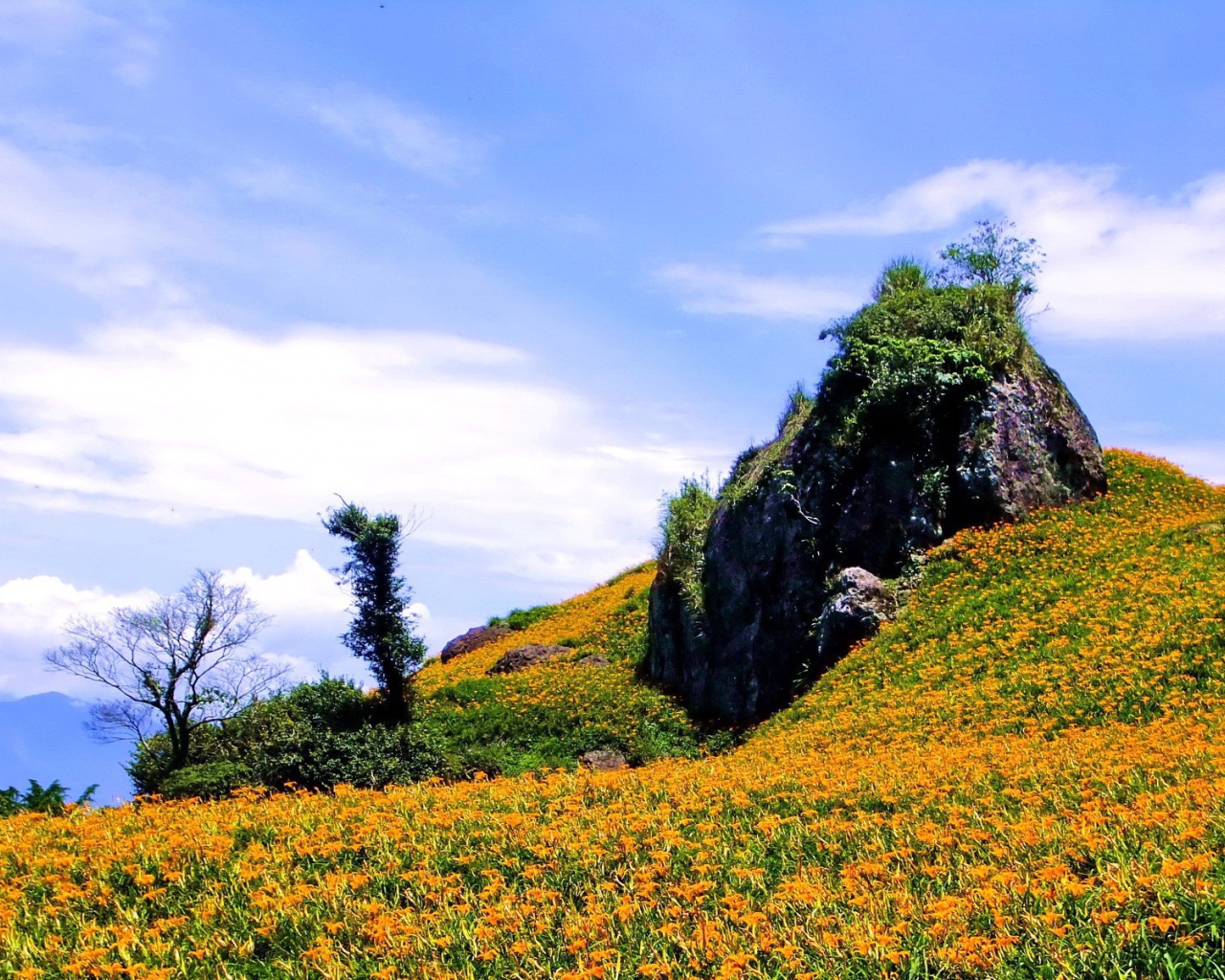 Гора в оранжевых цветах