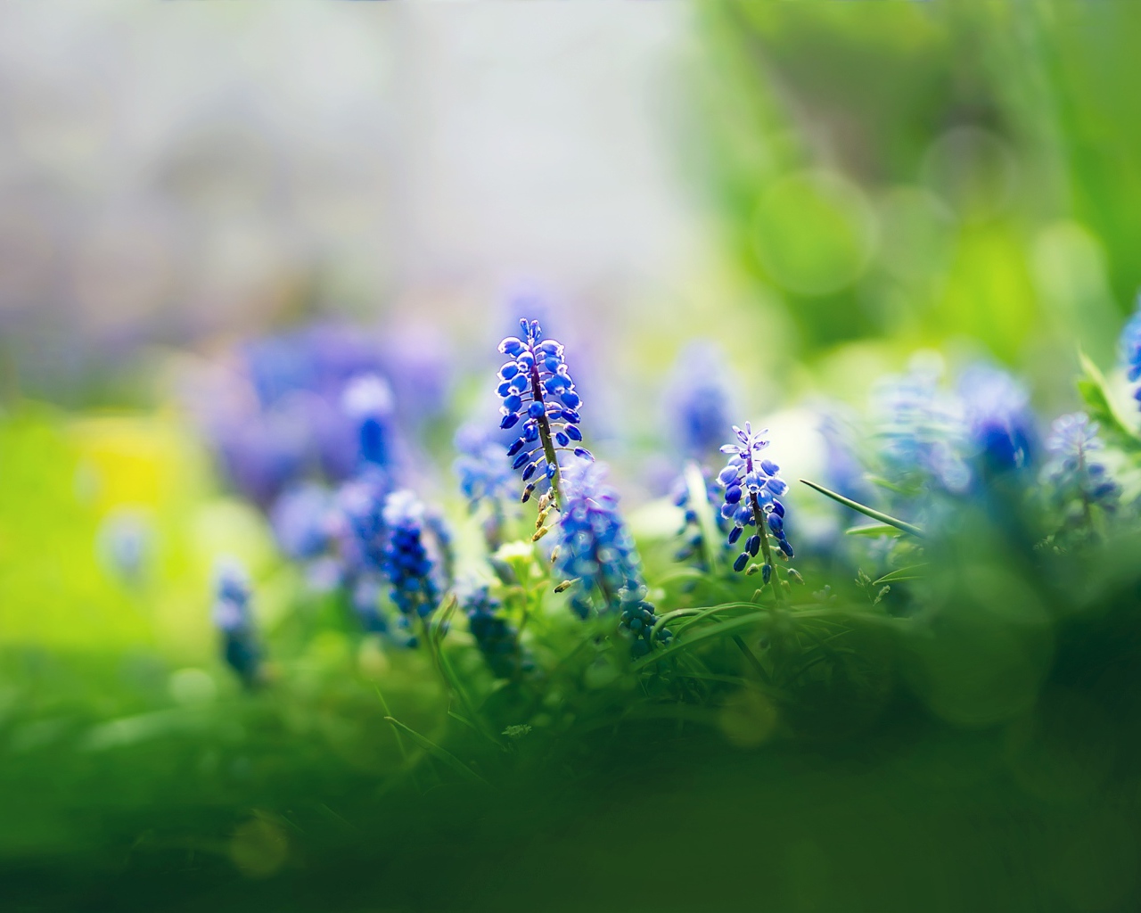 Цветы мускари