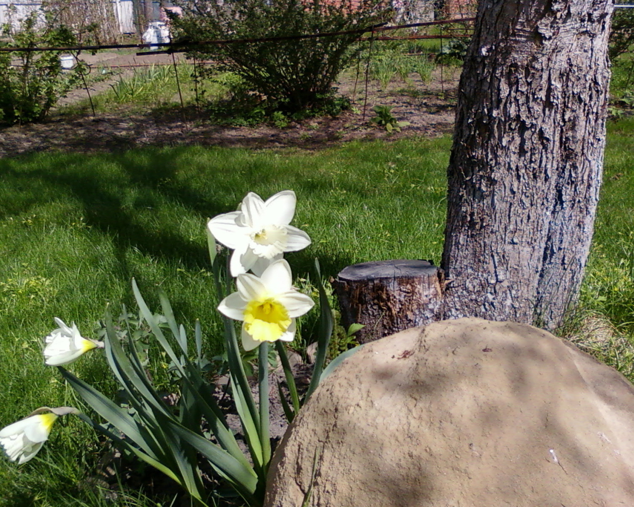 Красивое растение нектароскордум в саду