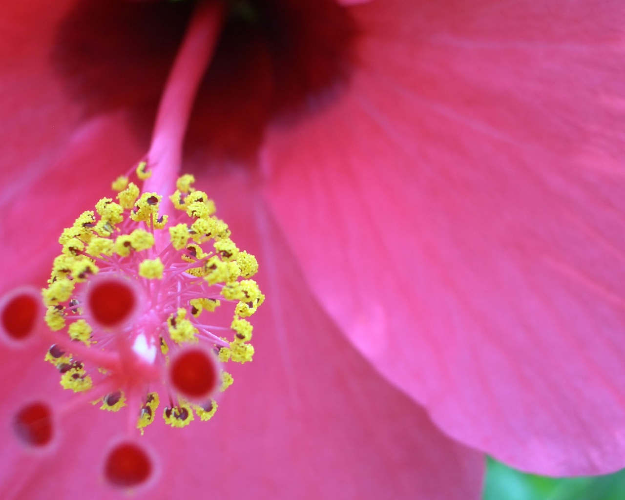 Хороший цветок