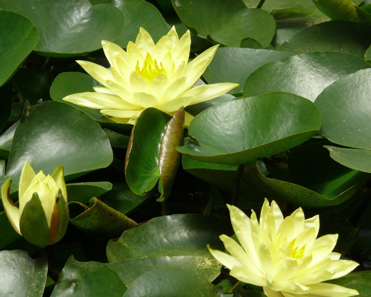 Красивые цветы нимфея в саду