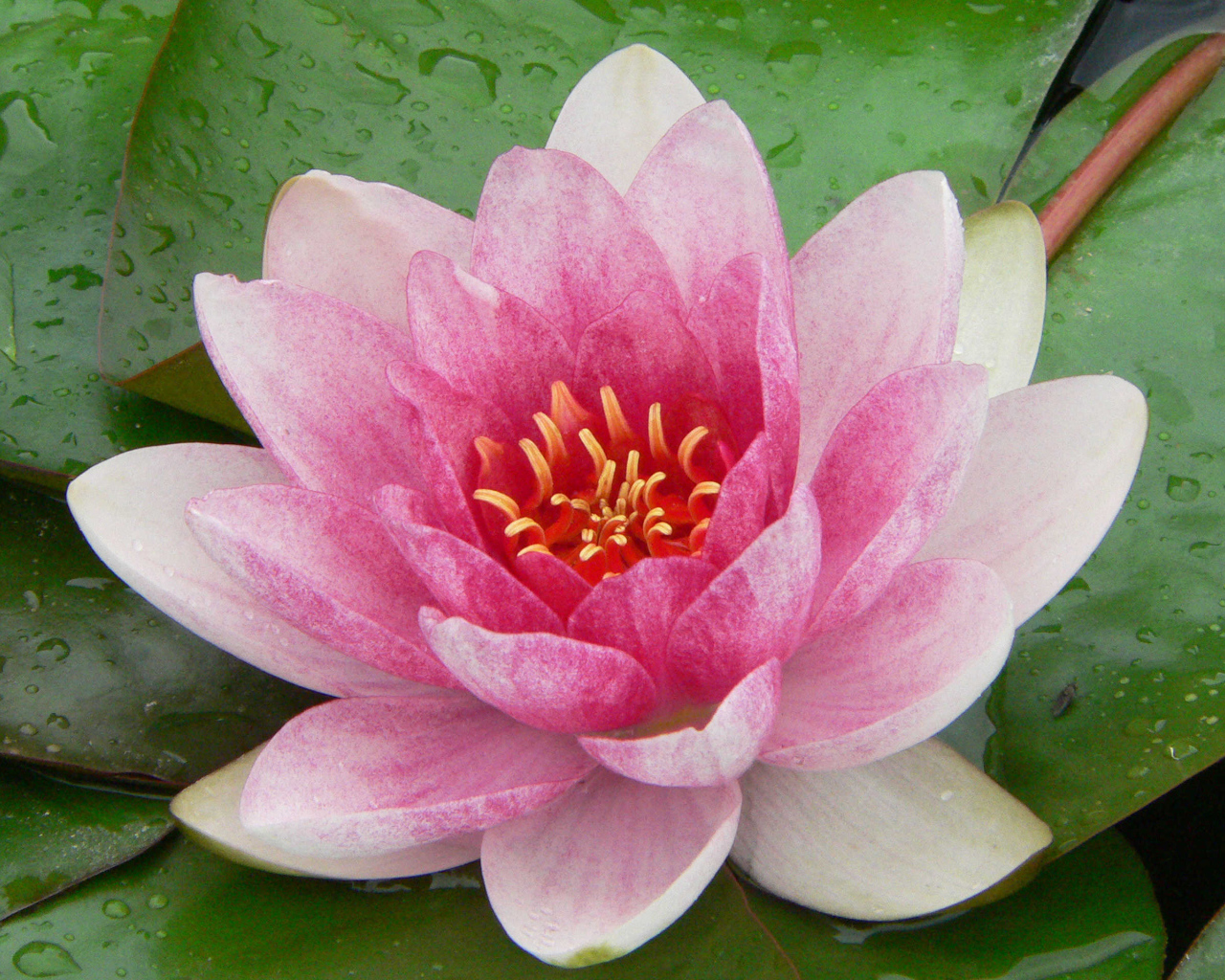 Нимфея цветок