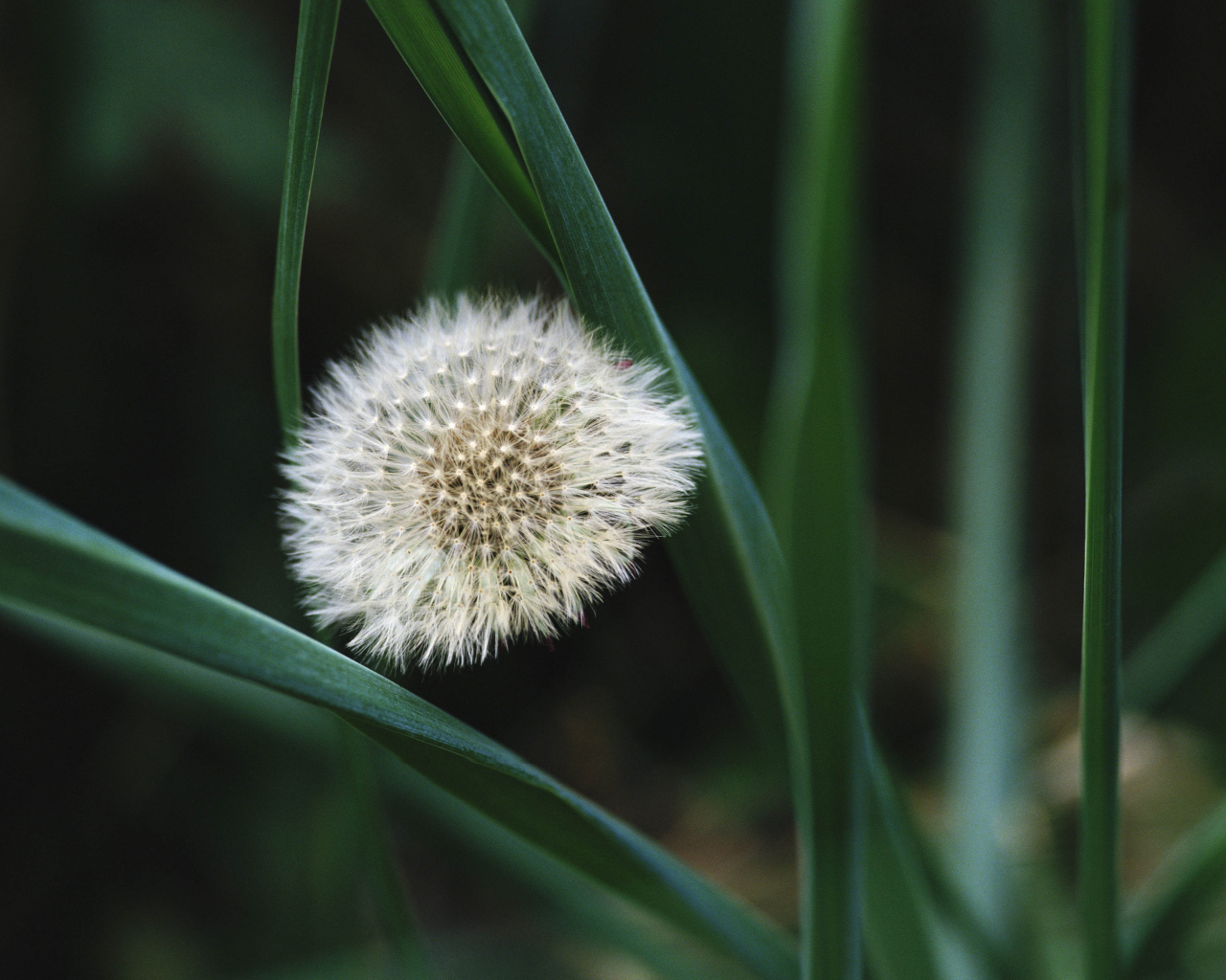 На поляне красивый козлобородник (большой одуванчик) 