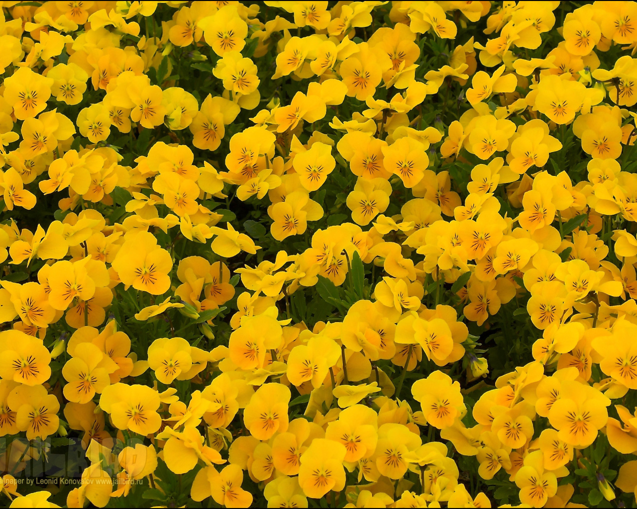 На большой поляне цветы анютины глазки