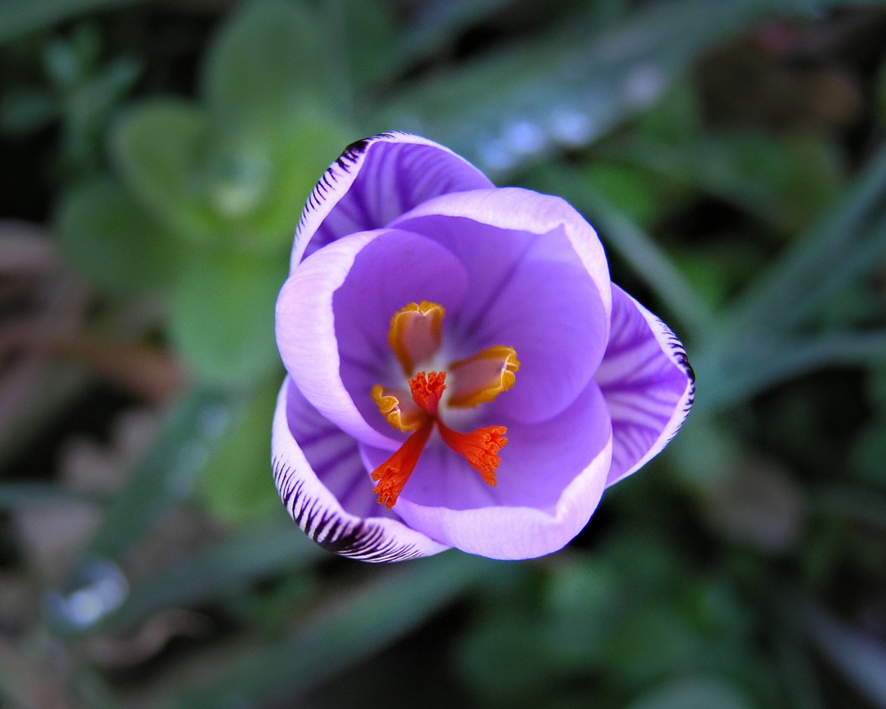 На поляне цветок шафран