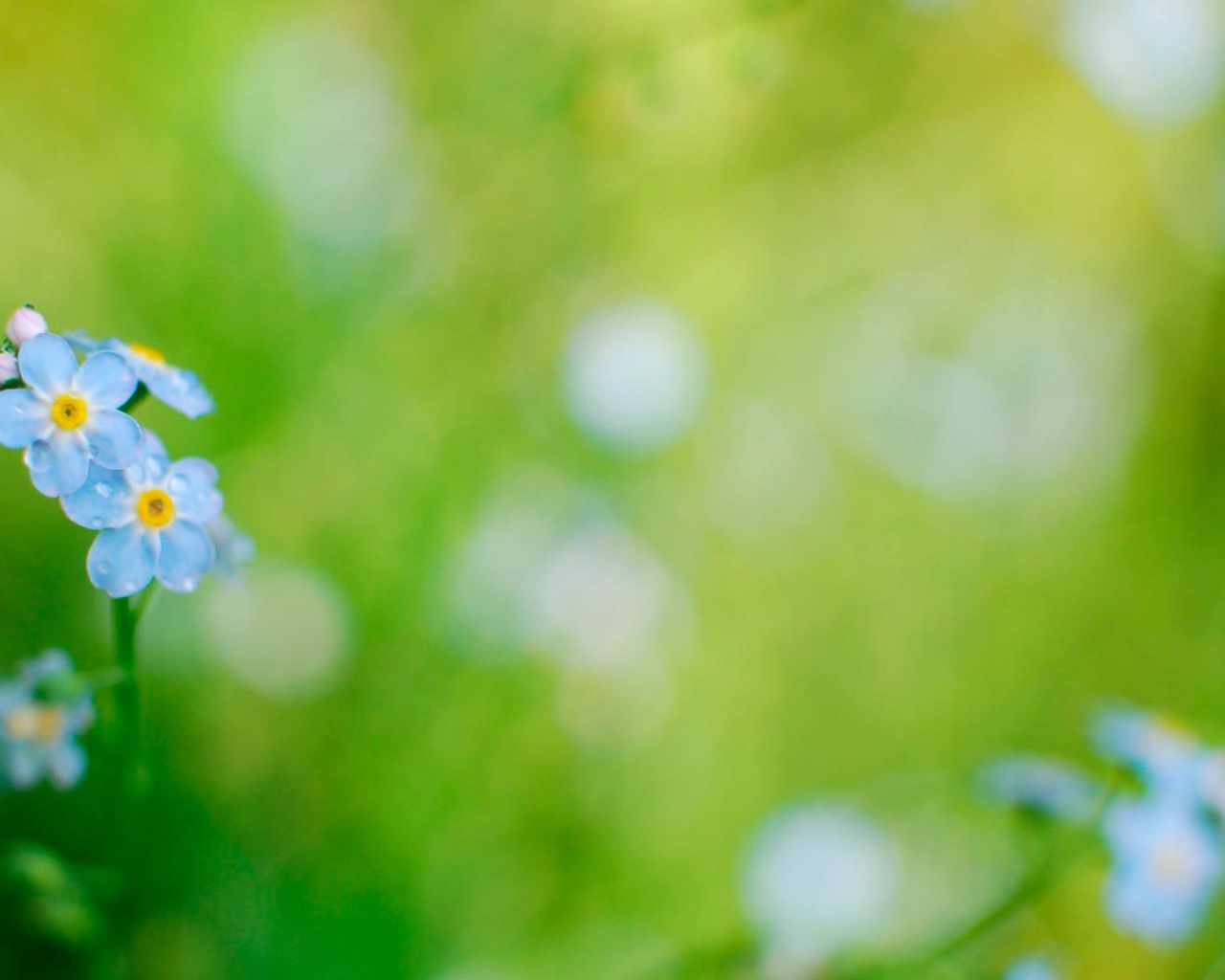На лужайке красивые цветы незабудки