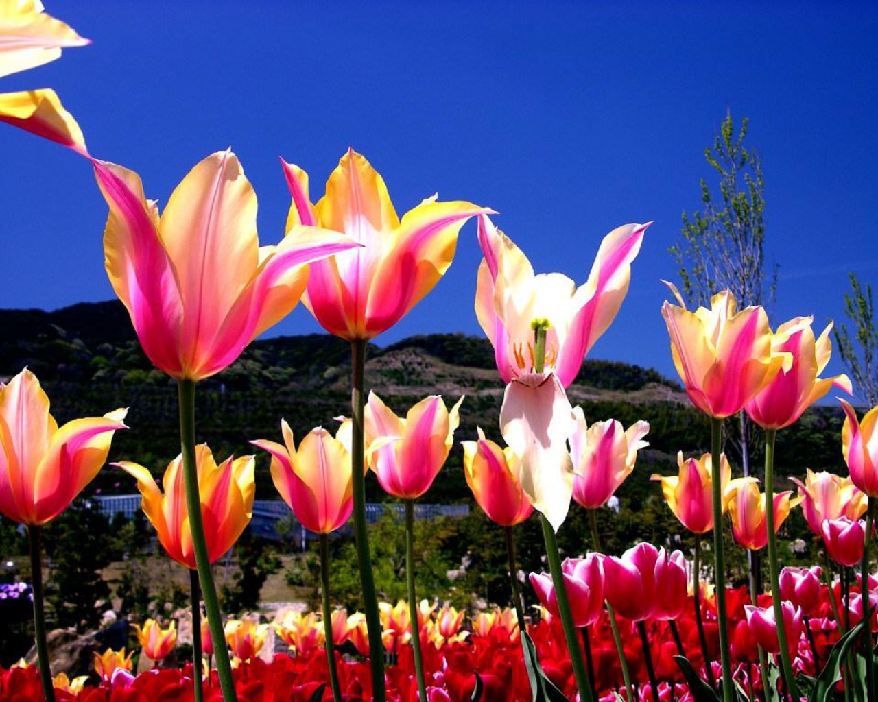 Один тюльпан завял