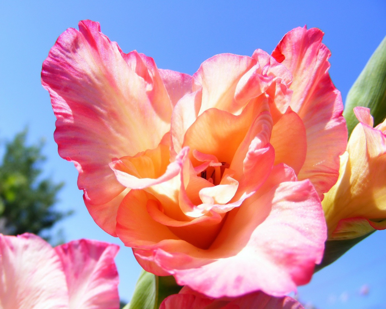 Цветок оранжевого гладиолуса