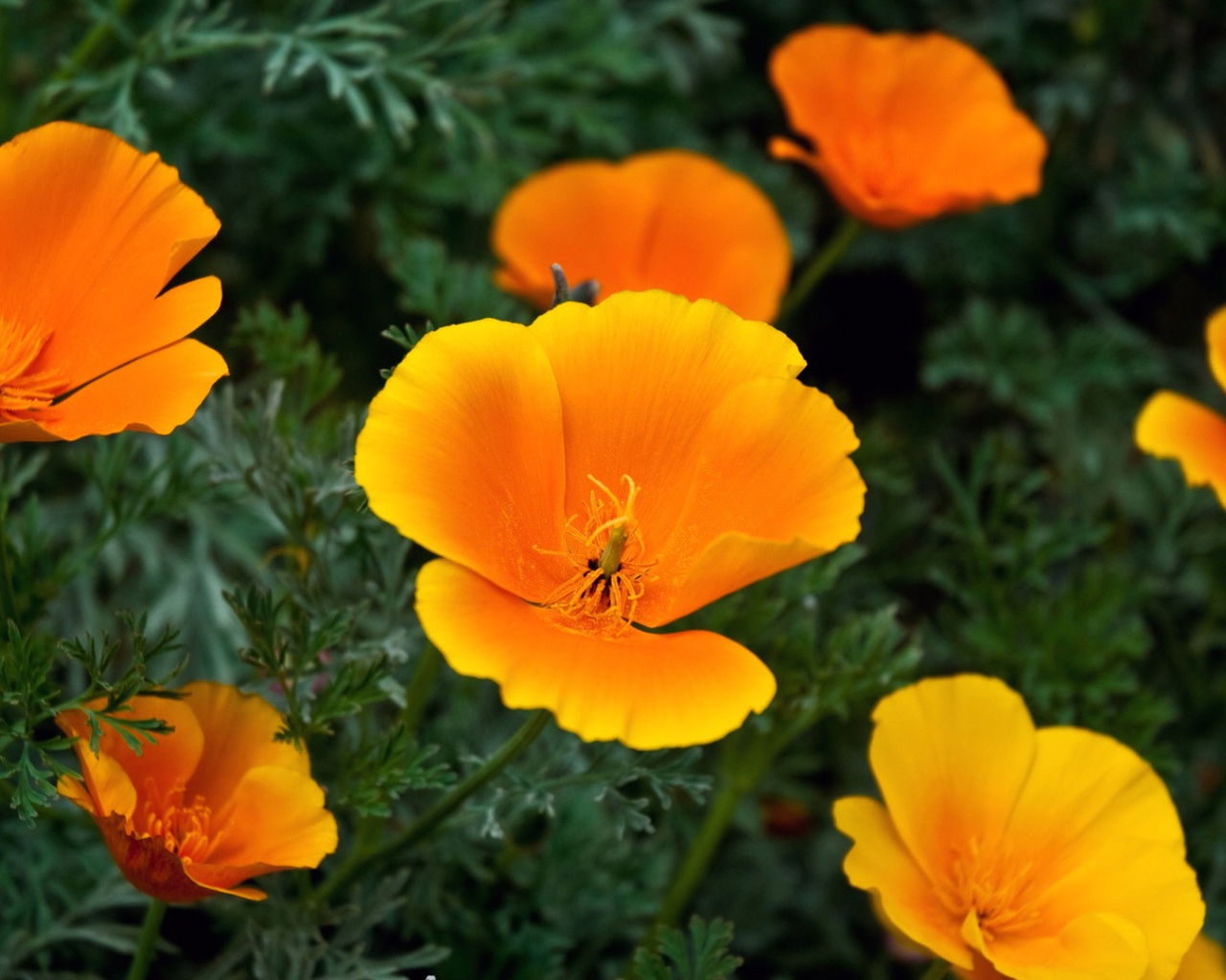 Оранжевые цветы