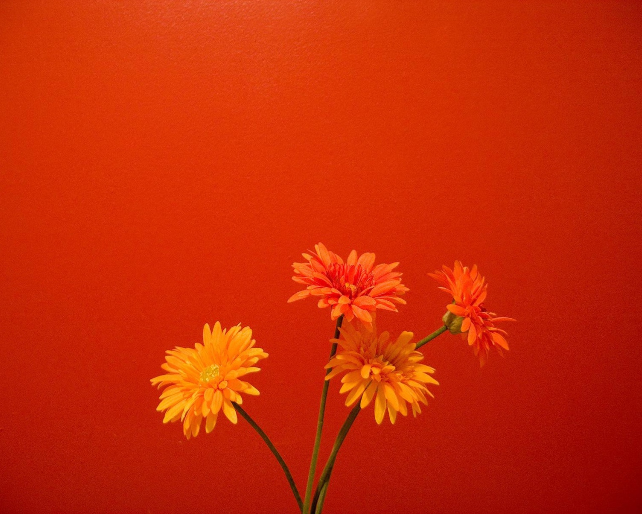 Оранжевые цветы на красном фоне