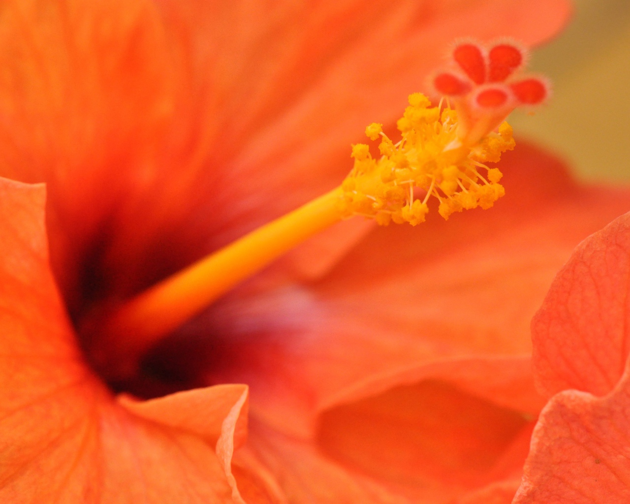 Оранжевый гибискус