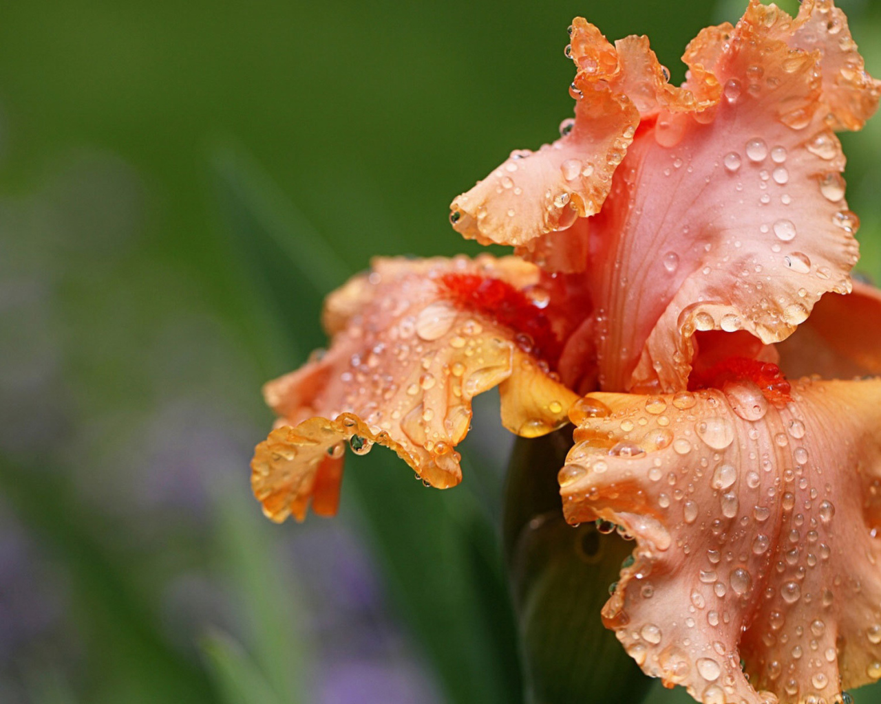 Оранжевый цветок ирис