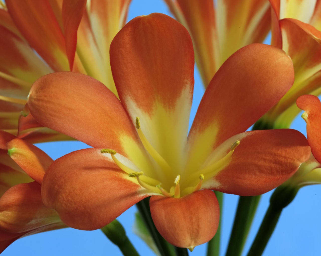 Оранжевые лилии