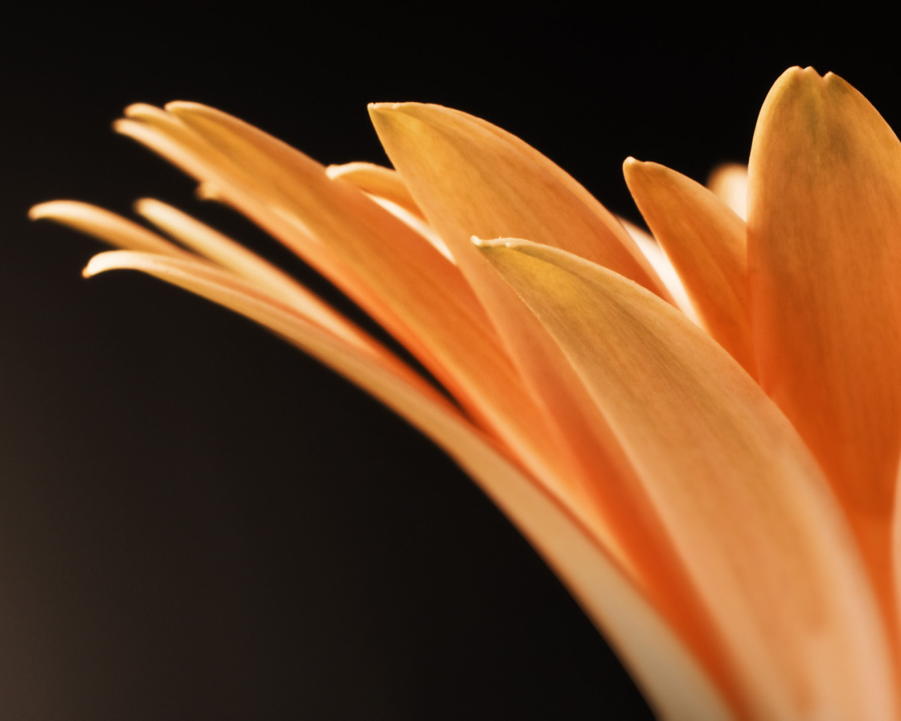 Оранжевые лепестки цветка