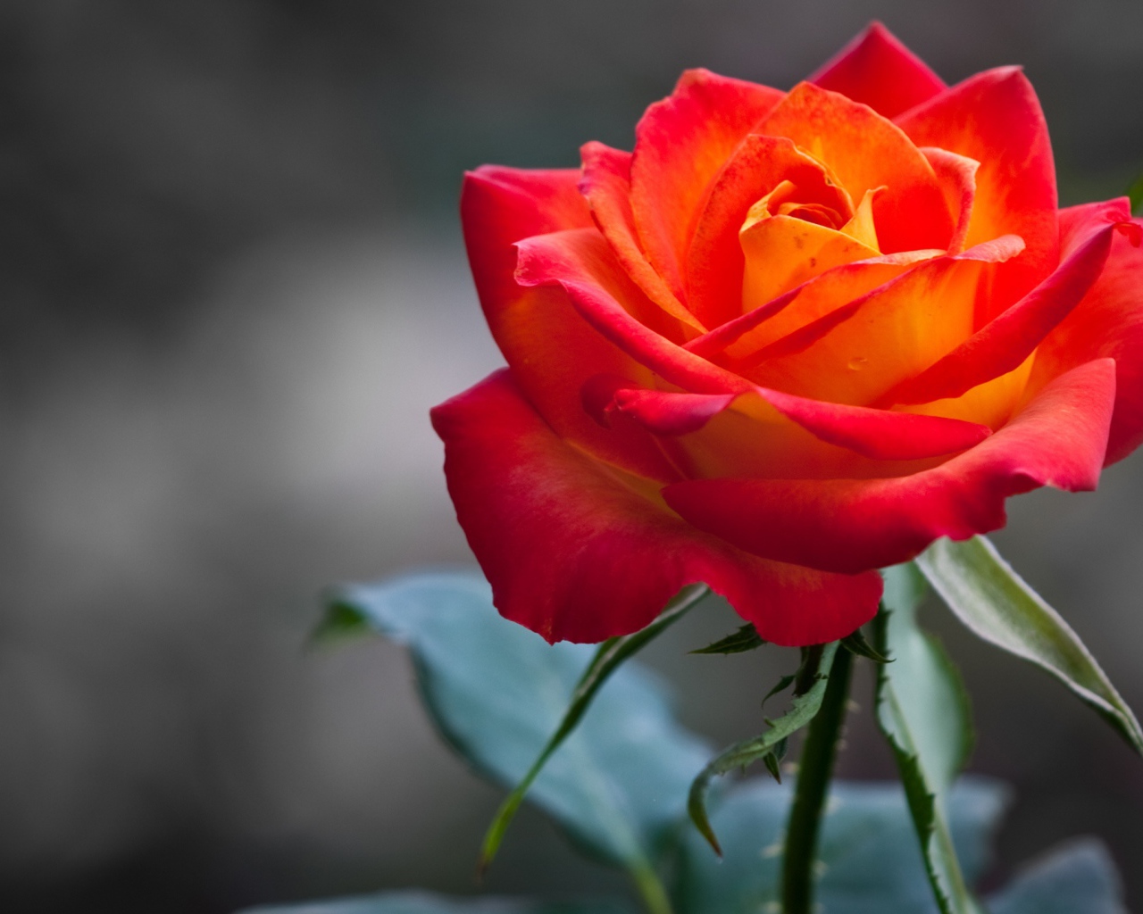 Оранжевая роза